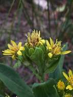 Image of Parry's goldenrod