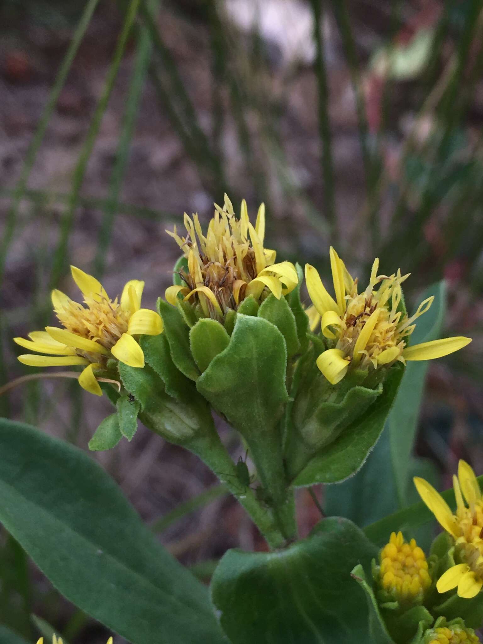 Imagem de Oreochrysum parryi (A. Gray) Rydb.