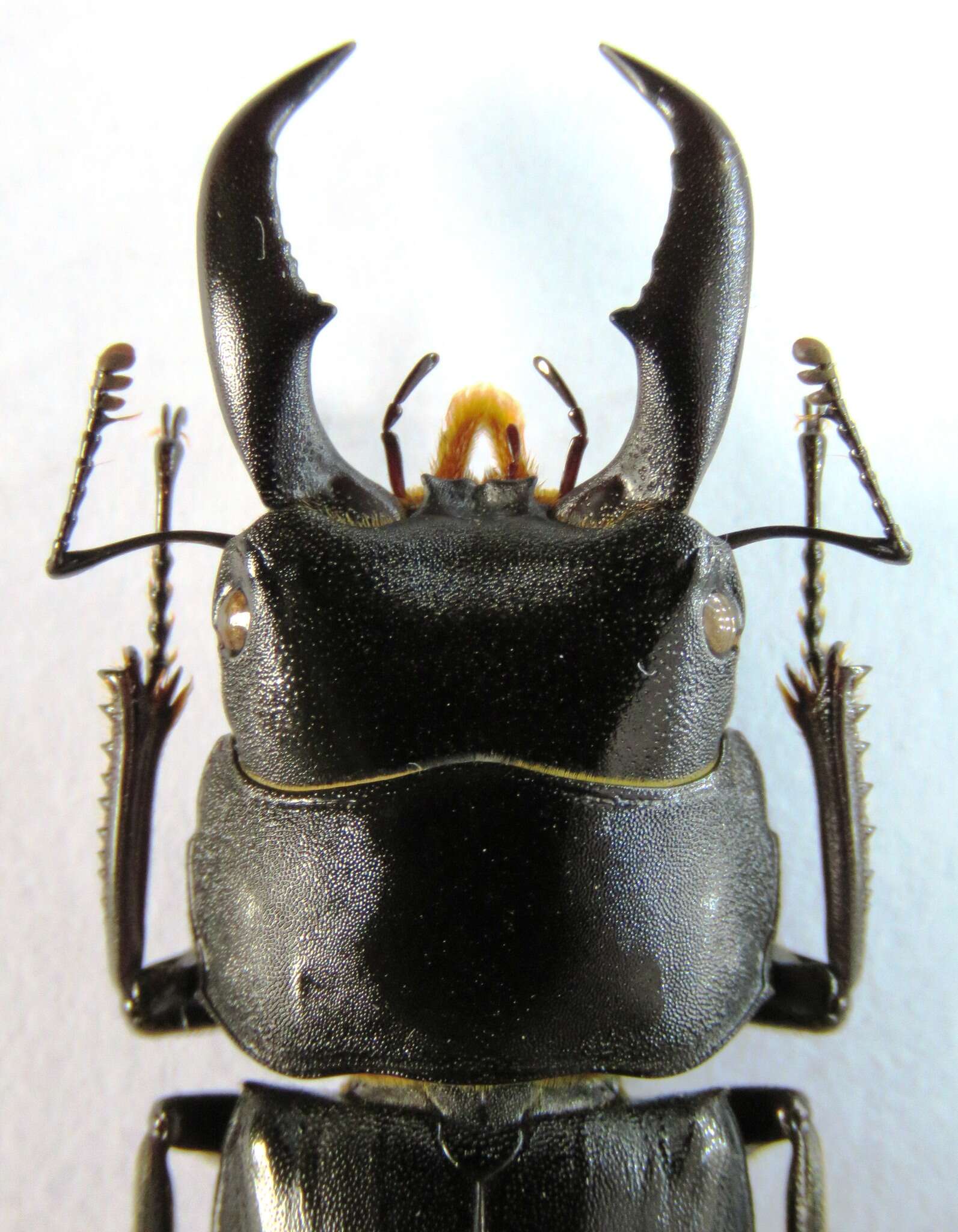 Image of Serrognathus titanus elegans (Boileau 1899)