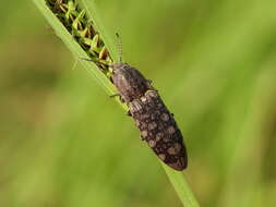 Image de Actenicerus sjaelandicus