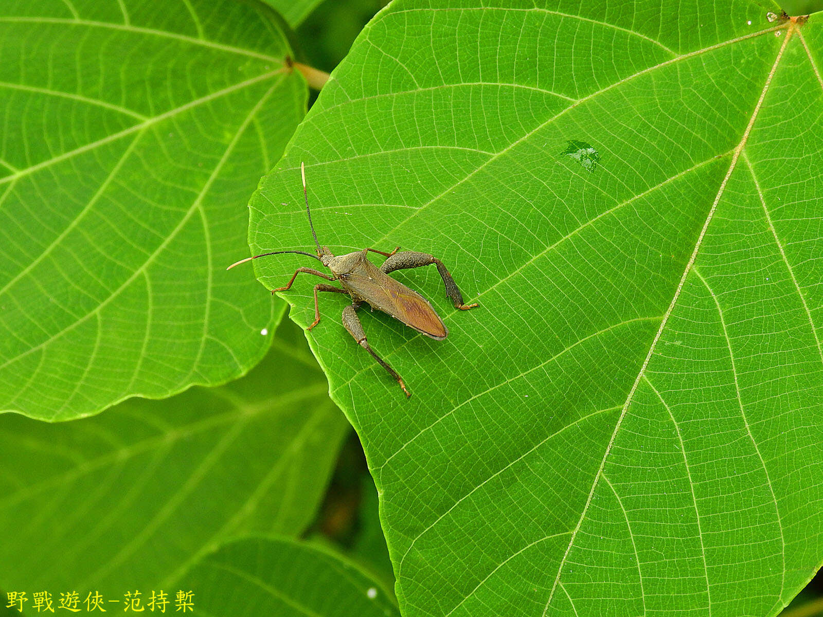 Image of Pseudomictis obtusispinus Xiong 1987