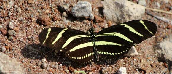 Image of Heliconius charithonia vazquezae Comstock & Brown 1950