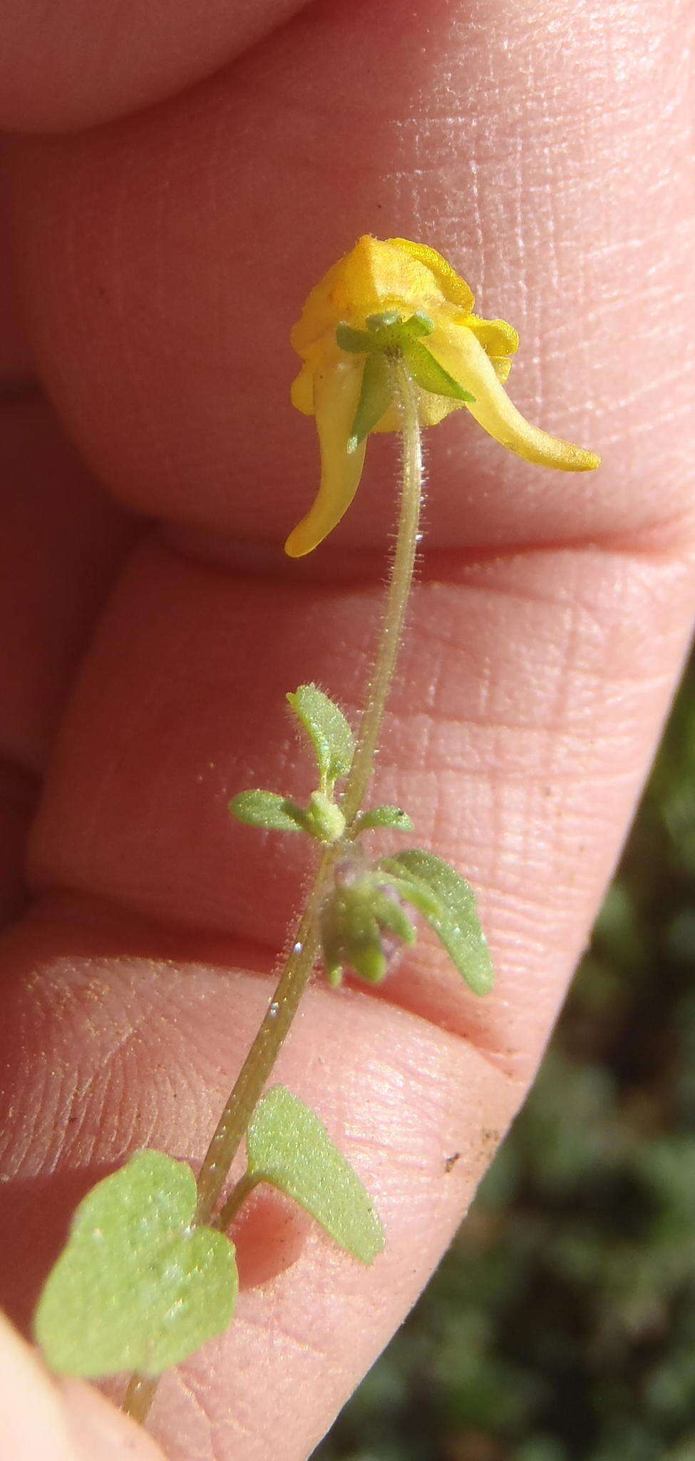 Image of Hemimeris gracilis Schltr.