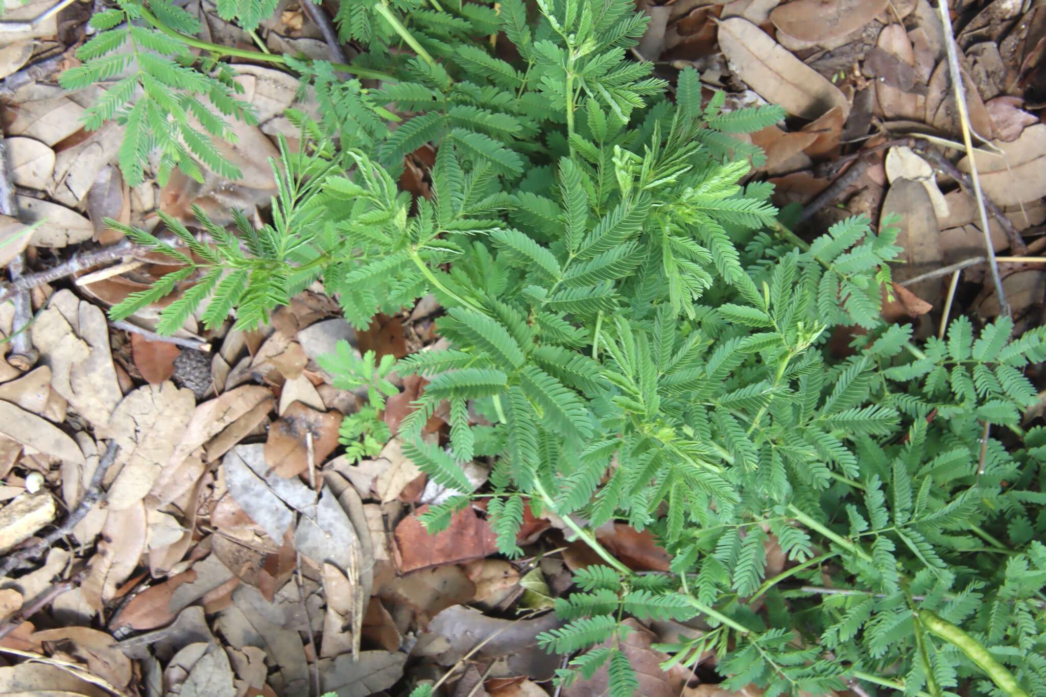 Desmanthus velutinus Scheele resmi