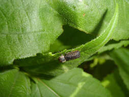 Image of Grape Cane Borer Beetle