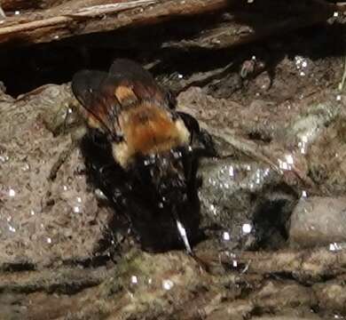 Plancia ëd Anthophora bomboides Kirby 1837