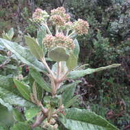 Ageratina asclepiadea (L. fil.) R. King & H. Rob.的圖片