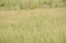 Image of Marsh Seedeater