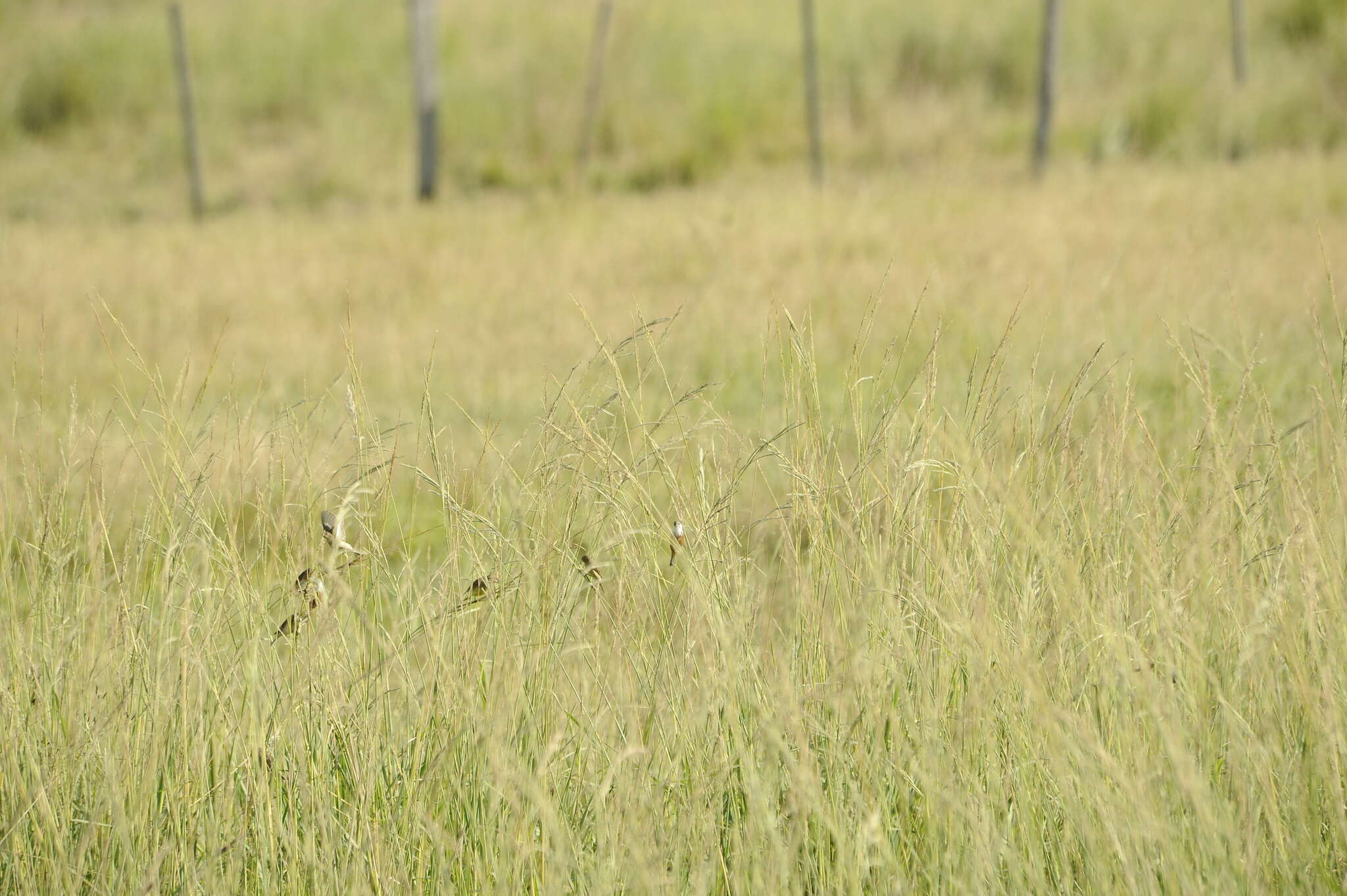 Image of Marsh Seedeater