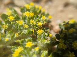 Image of Mojave woolly sunflower