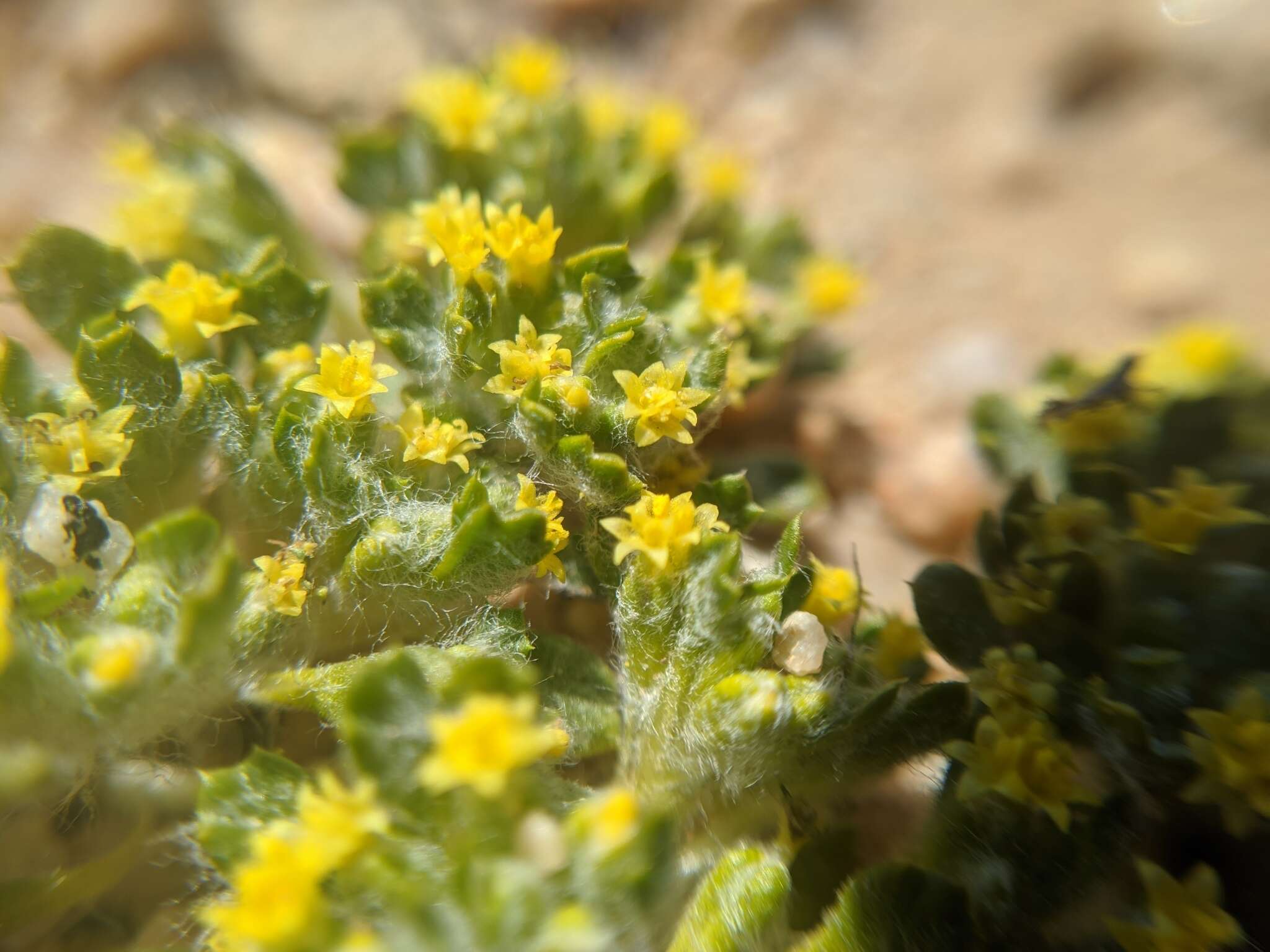 Image of Mojave woolly sunflower