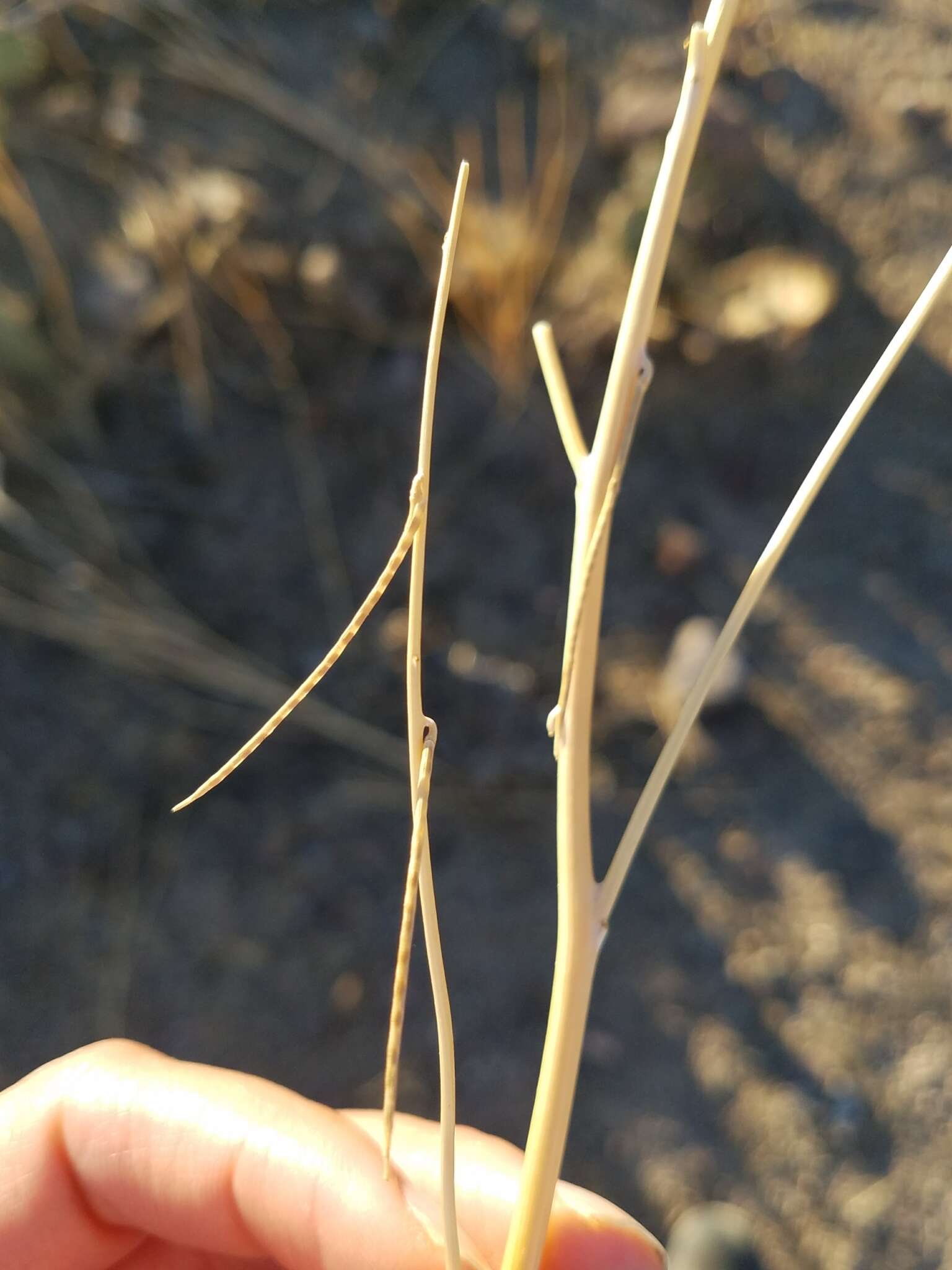 Image of California mustard