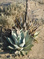 Sivun Agave sebastiana Greene kuva