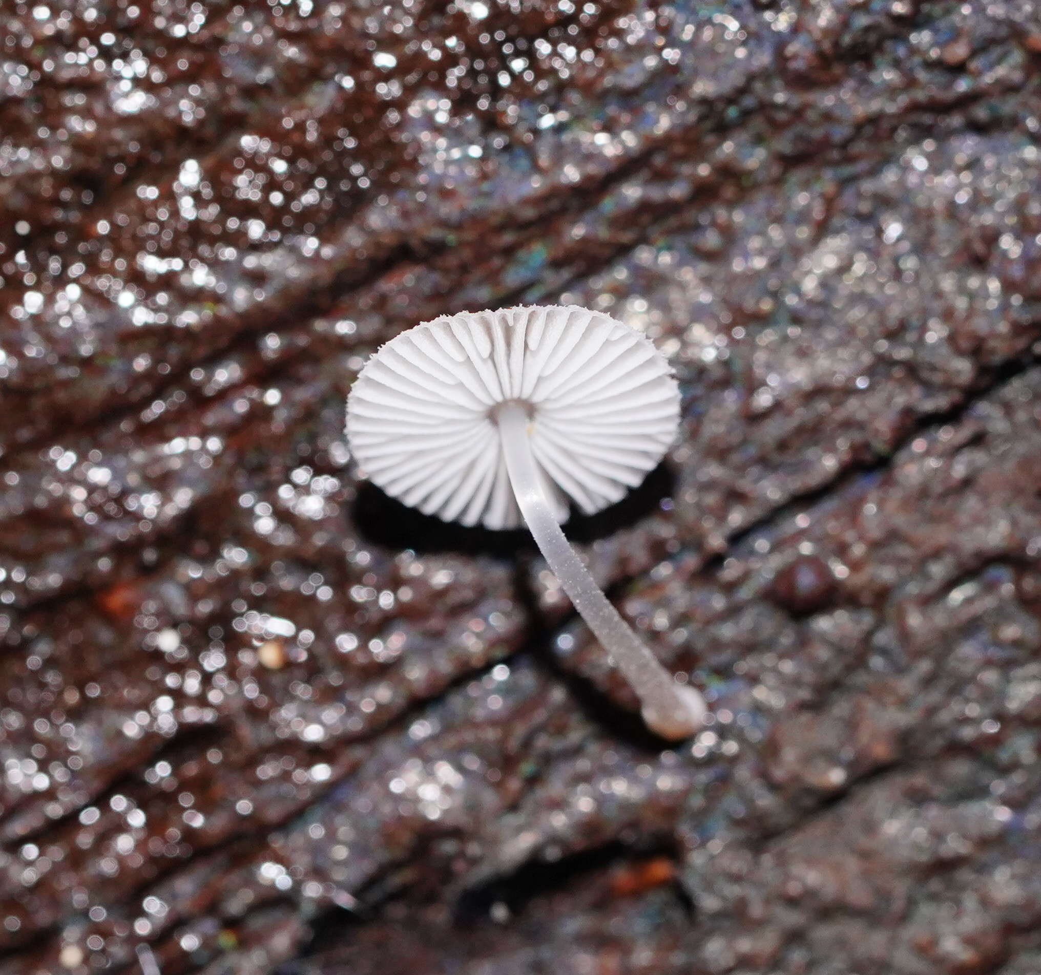 صورة Mycena fumosa Grgur. 2003