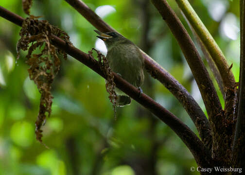 Image of Shrikebill