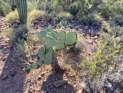 Image of Dollar-joint Prickly-pear