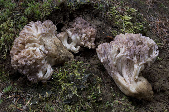 Image of Ramaria coulterae Scates 1988