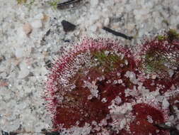 Image de Drosera magna