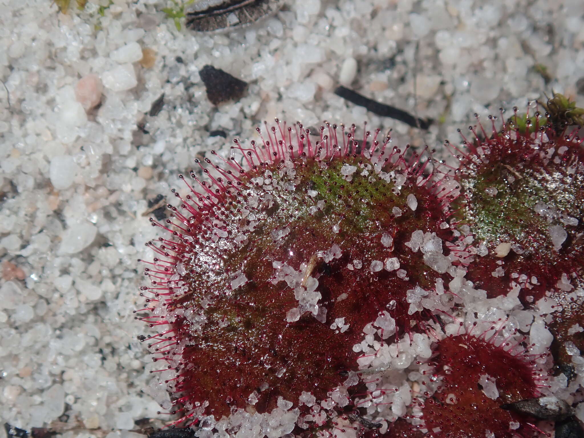 Image de Drosera magna