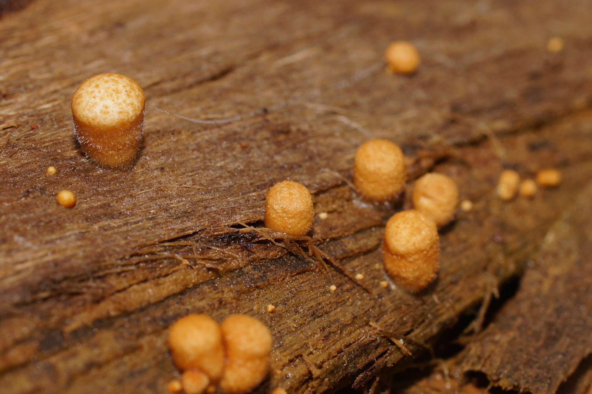 Image of Nidula niveotomentosa (Henn.) Lloyd 1910