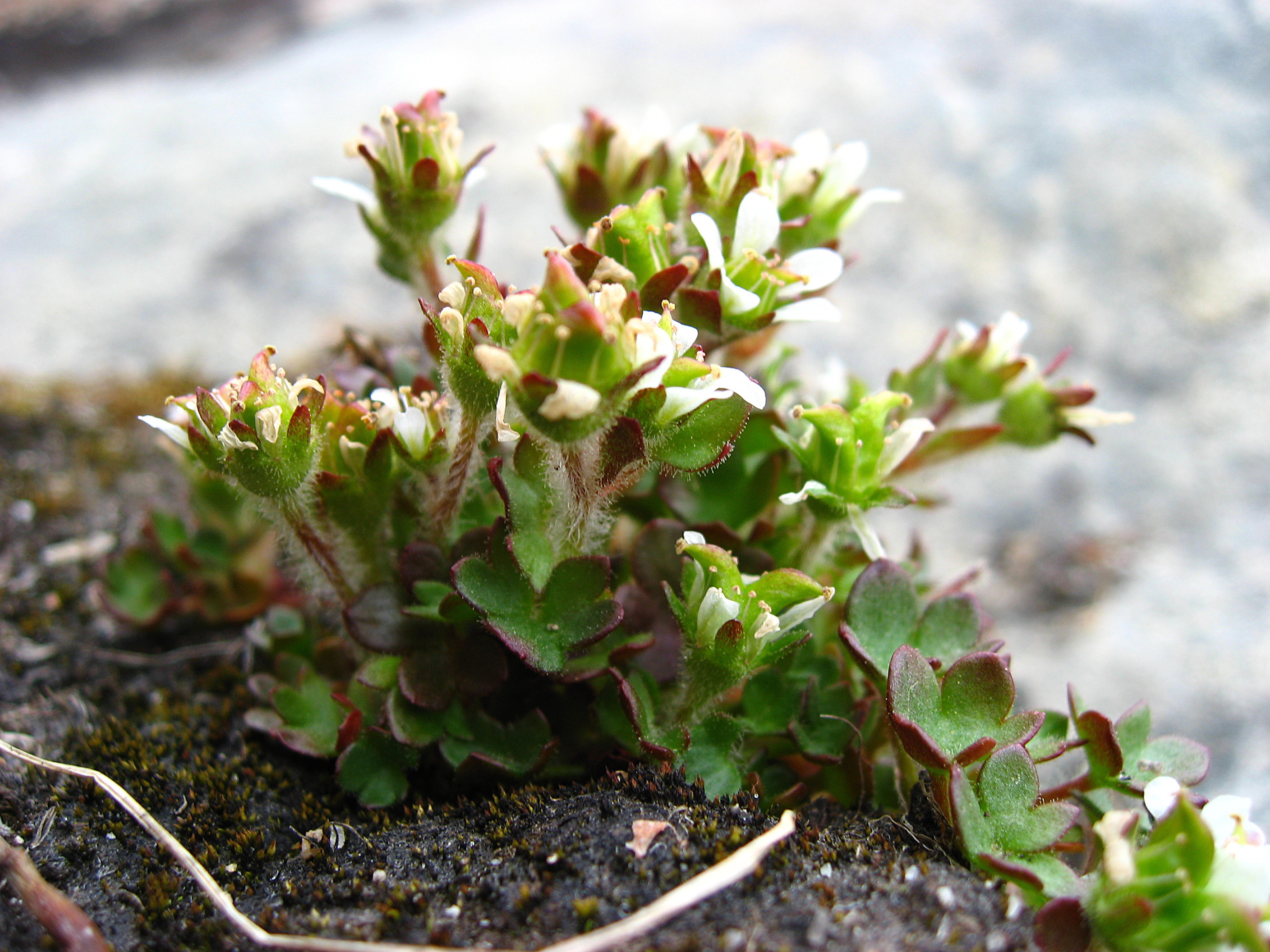 Image of pygmy saxifrage