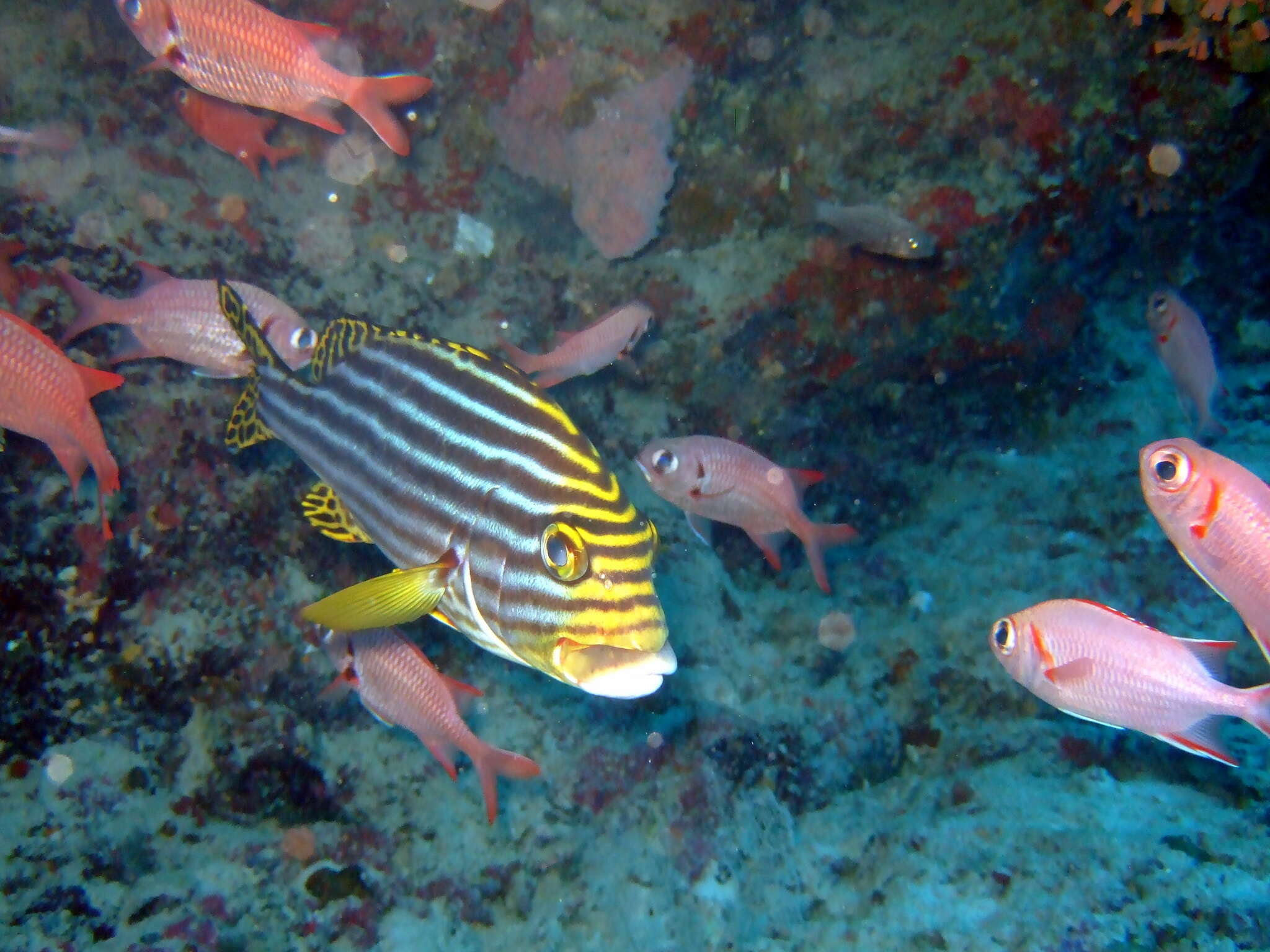 Image of Indian Ocean oriental sweetlips