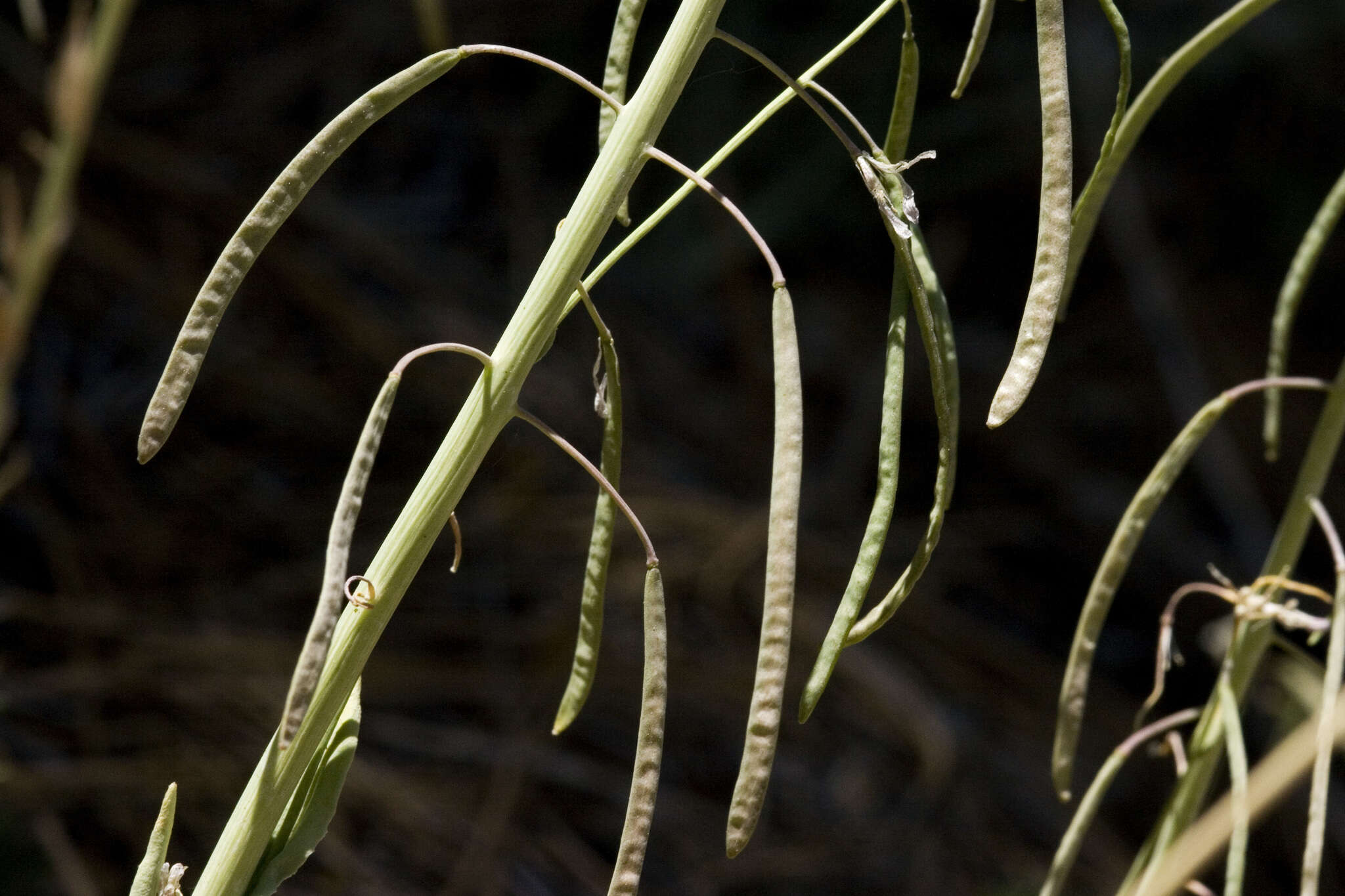 Image of Flagstaff rockcress