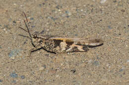 Image of Groove-headed Grasshopper