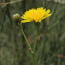 Image of fiddleleaf hawksbeard