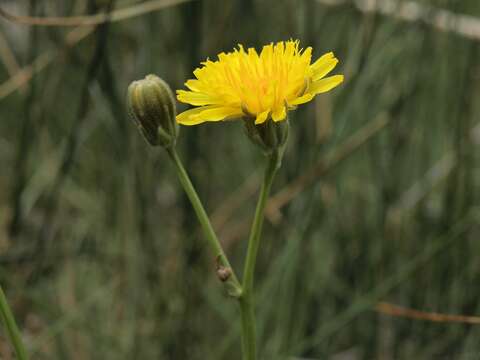 Imagem de Crepis runcinata subsp. glauca (Nutt.) Babc. & Stebbins