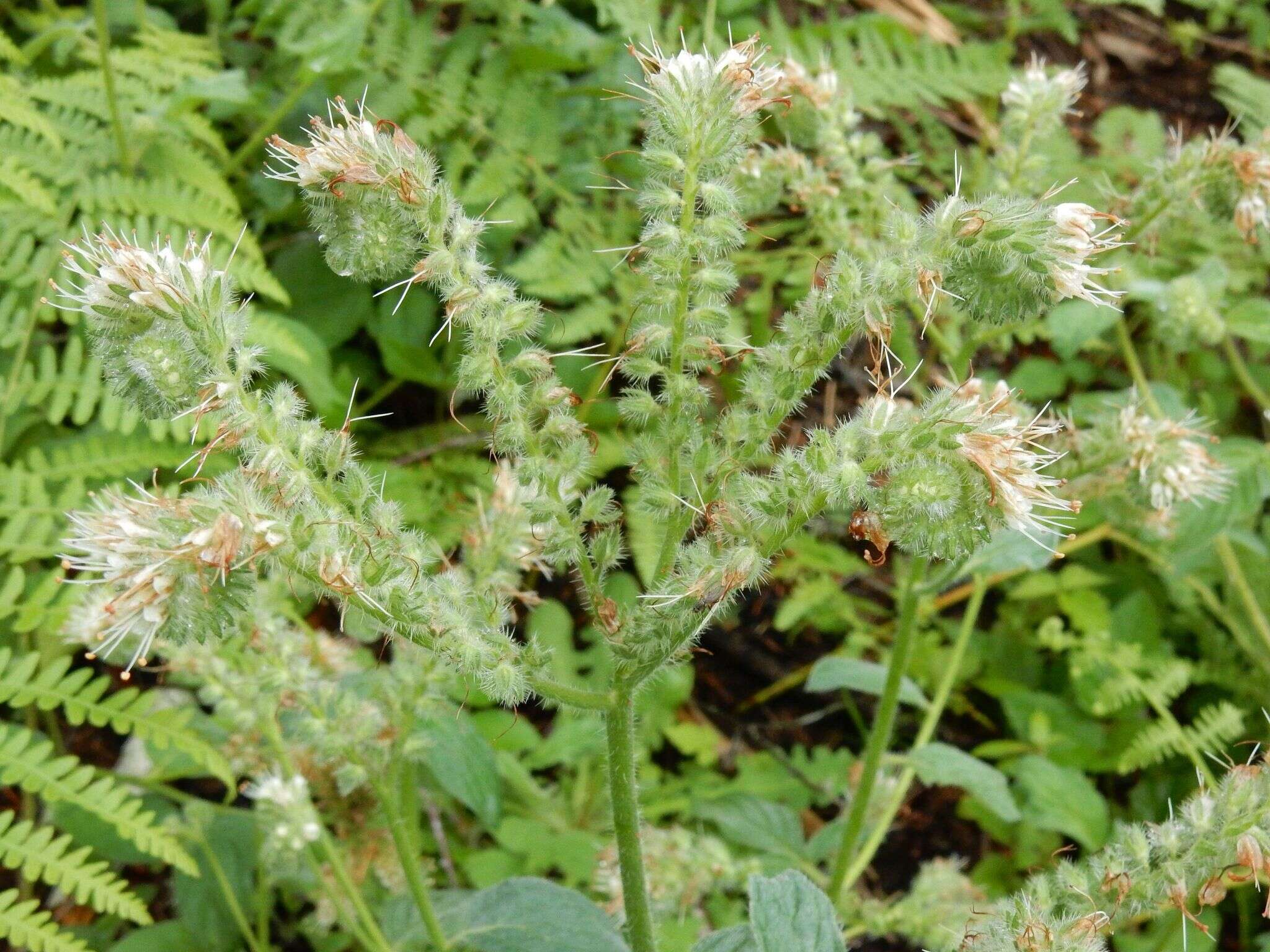 Image of Oregon phacelia