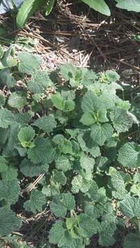 Image of horehound