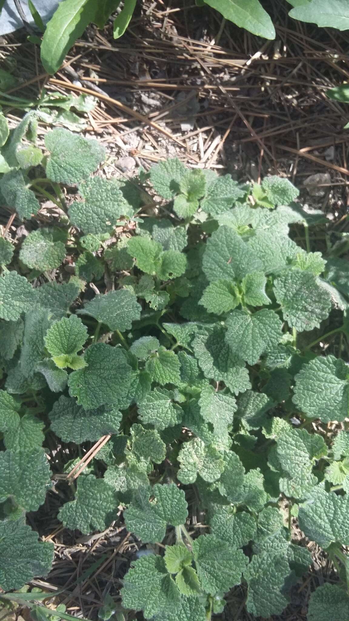 Image of horehound