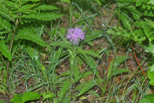 Image of Hill's thistle