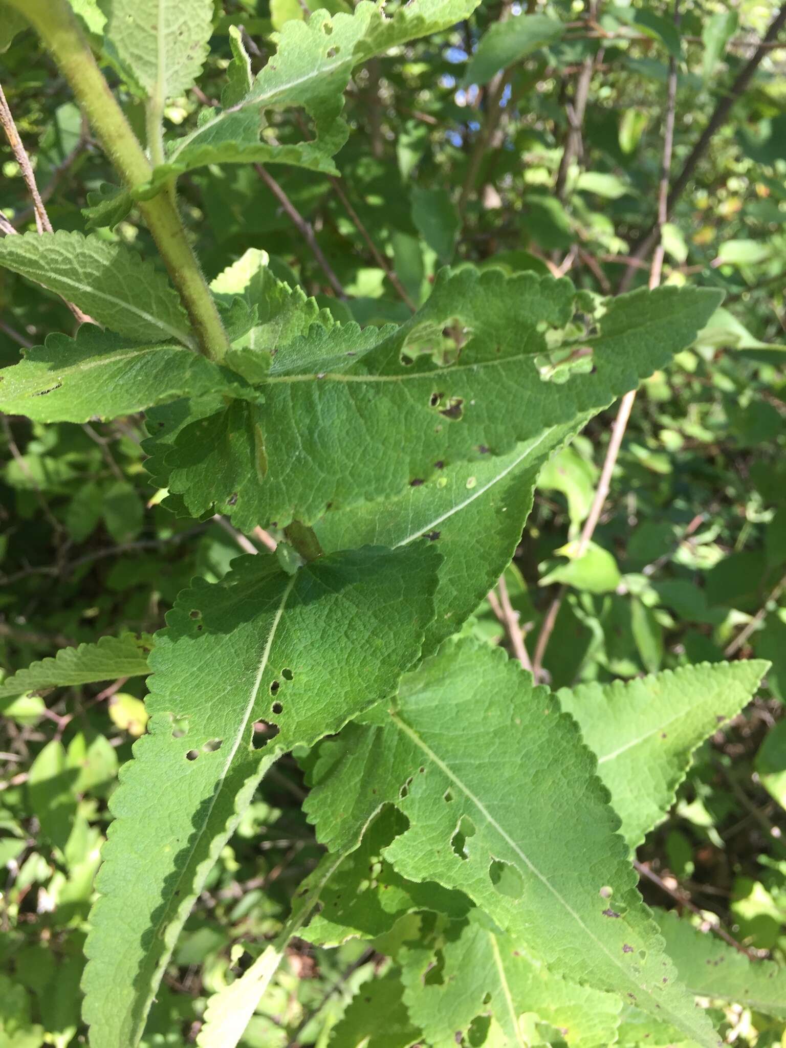 Image of Texas greeneyes