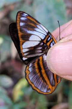 Image of <i>Adelpha epione</i>