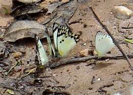 Image of Belenois theora (Doubleday 1846)