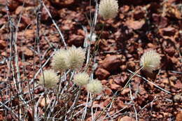 Image of Ptilotus xerophilus