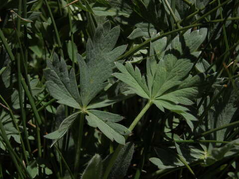 Imagem de Potentilla diversifolia var. ranunculus (Lange) Boivin