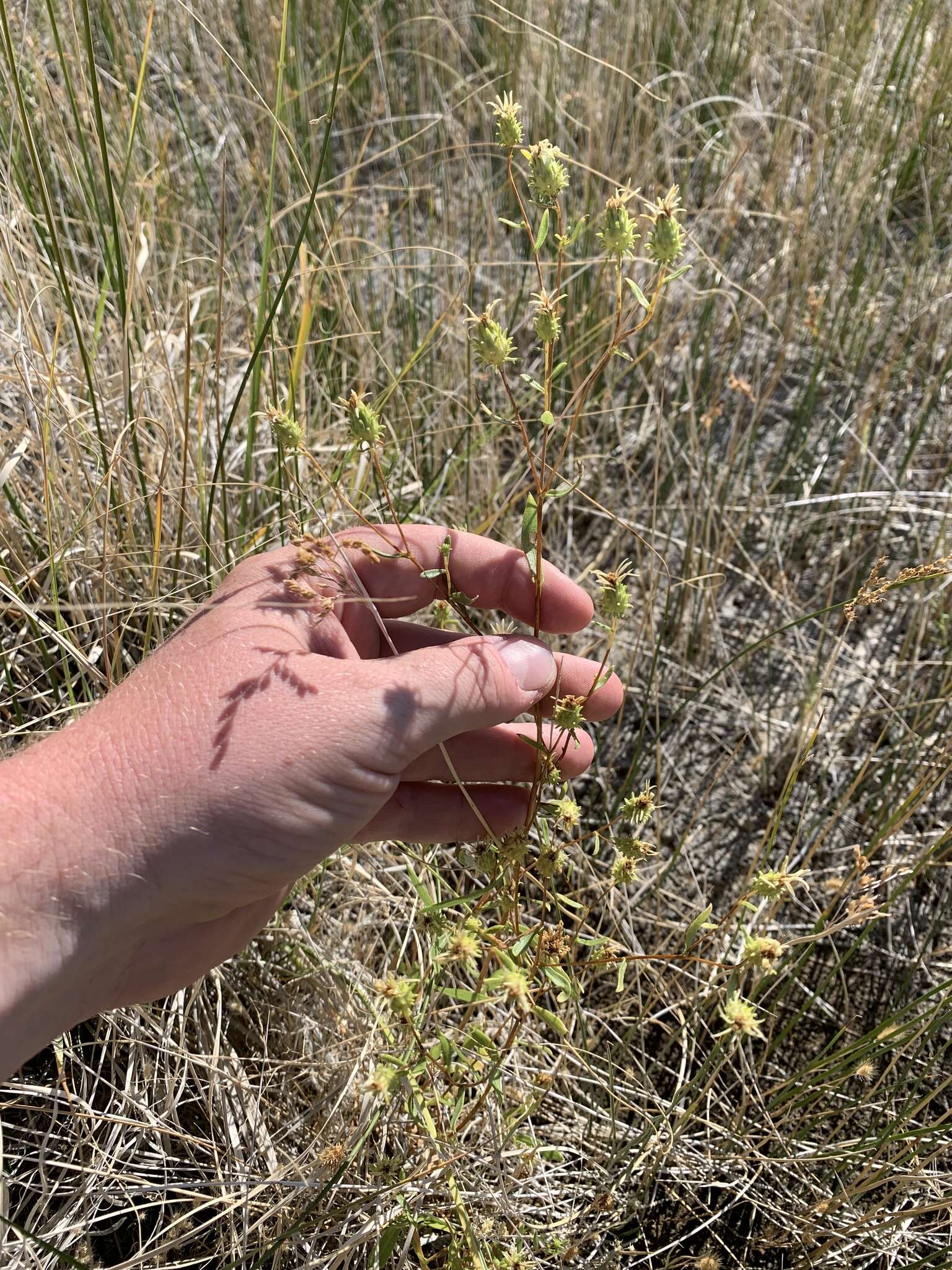 Image of Ash Meadows Gumweed