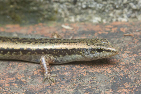 Sphenomorphus maculatus (Blyth 1853) resmi