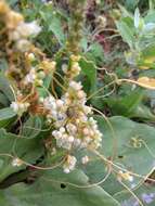 Image of Cuscuta scandens subsp. cesatiana (Bertol.) Holub