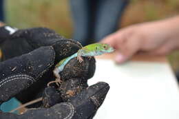 Image of Six-lined Racerunner