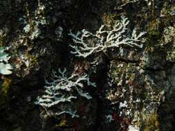 Image of Appalachian shield lichen