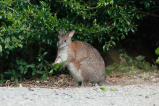 Image de Pademelon à cou rouge