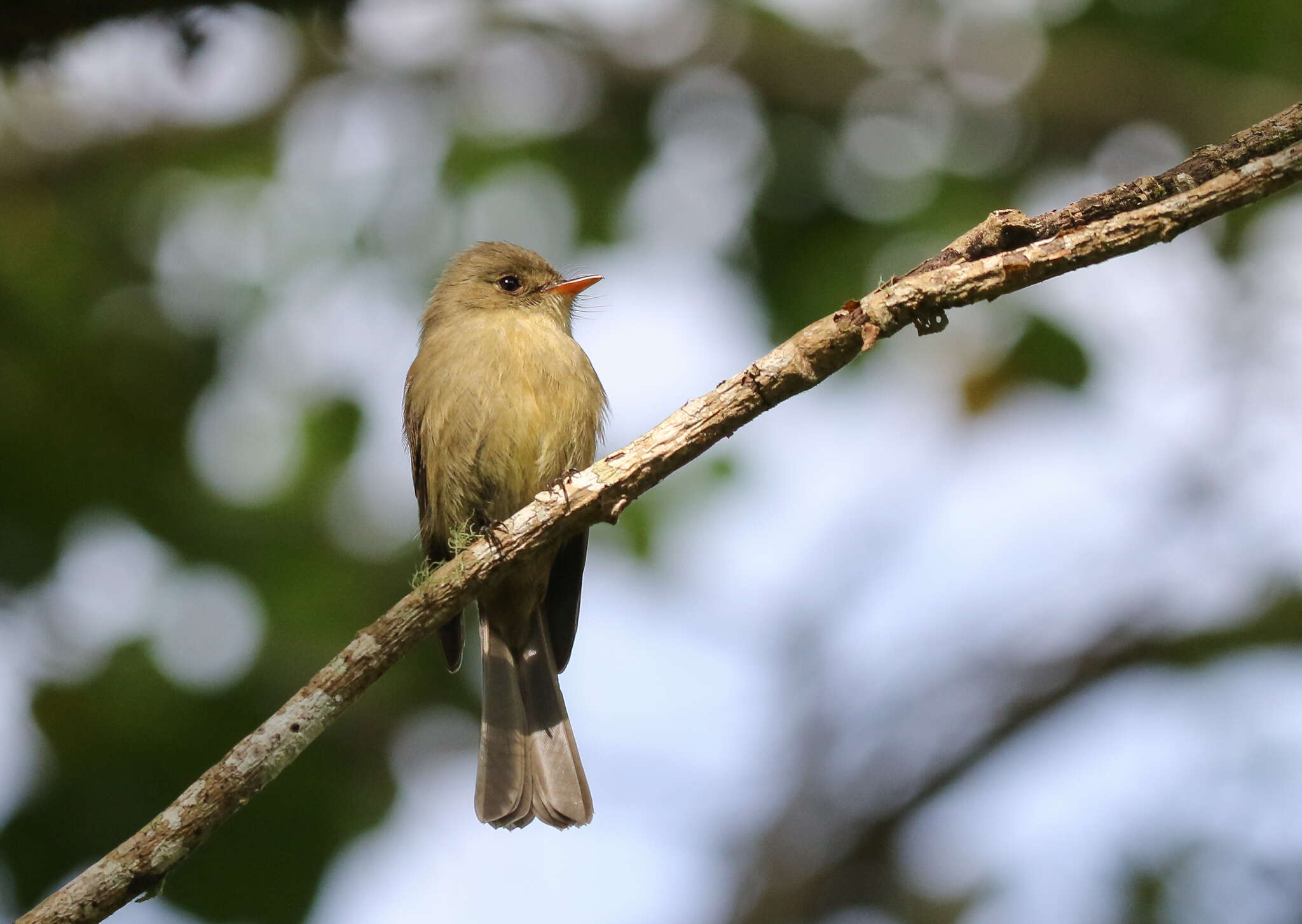 Contopus pallidus (Gosse 1847)的圖片