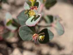 Image de Euphorbia brachycera Engelm.