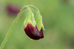 Image of Sweet Pea