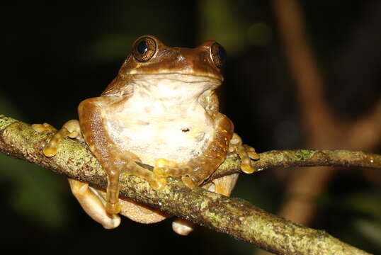 Image of Barbour's Forest Treefrog