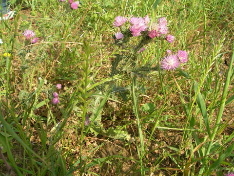 Carduus spachianus Dur.的圖片